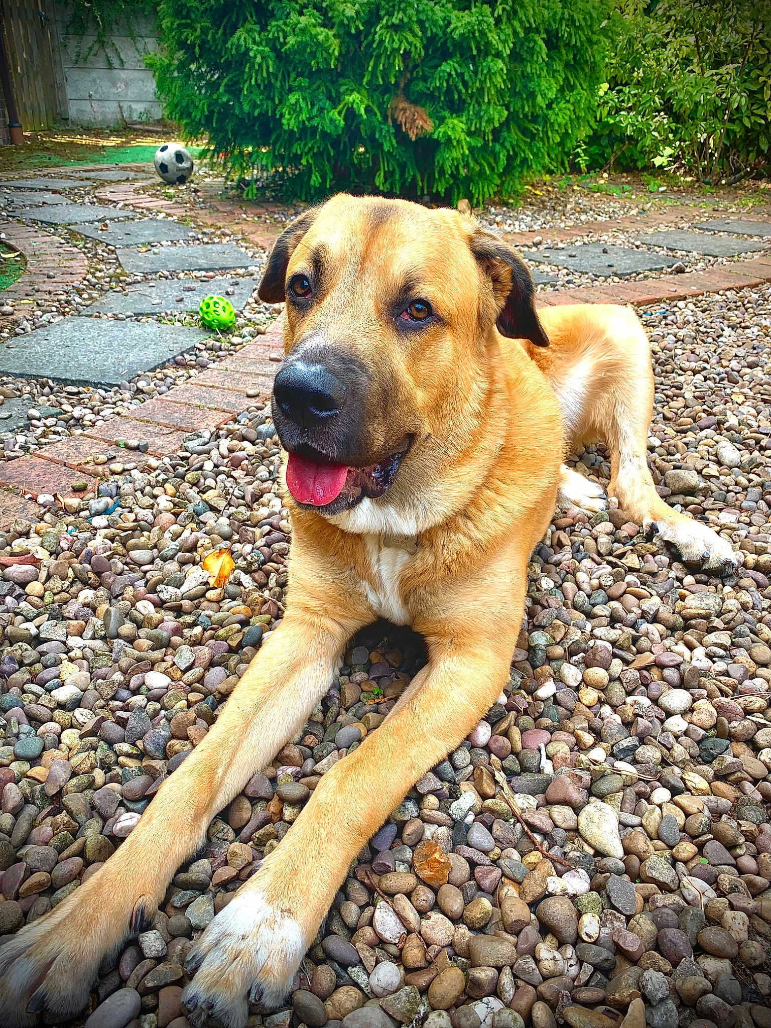 Buddy