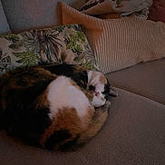 Hopy participe au concours pour gagner de l'argent avec cette photo : calico_cat, cat, closeup, cozy, curled_up, cushion, domestic_animal, fur, home, indoor, low_light, nap, patterned_fur, pet, pillow, relaxed, sleeping, sofa, tail, whiskers