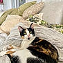 Hopy a rejoint le concours — aidez-le/la à gagner de superbes lots ! blanket, calico_cat, cat, couch, cozy, cushion, feline, fur, green_eyes, home, indoor, living_room, looking_at_camera, patterned_pillow, paws, pet, pillow, portrait, relaxed, whiskers