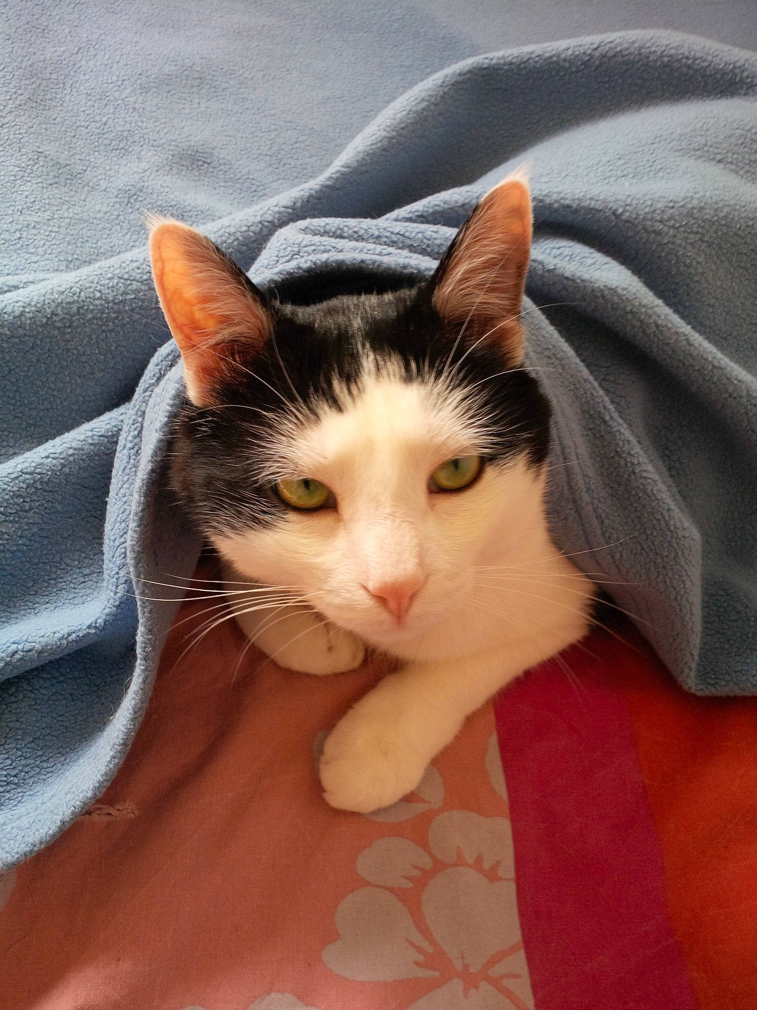 Titou a rejoint le concours — aidez-le/la à gagner de superbes lots ! aegean_cat, cat, cat_like_mammal, domestic_short_haired_cat, european_shorthair, eye, headwear, kitten, person, small_to_medium_sized_cats, snout, whiskers