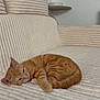 kitten, cat, orange_tabby, sleeping, couch, furniture, indoor, pet, cozy, texture, striped, resting, cute, animal, small, fur, whiskers, relaxing, home, comfort