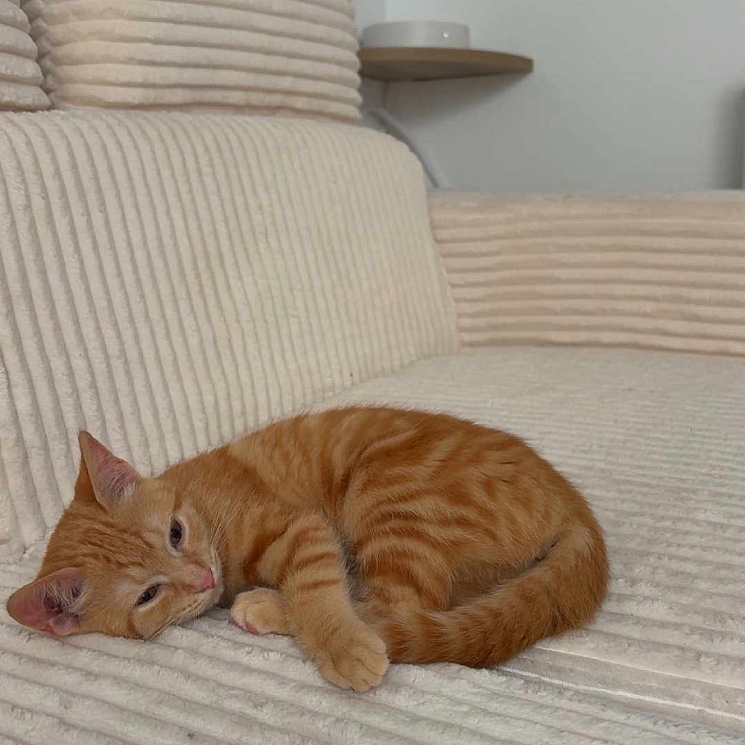 Tigrouxx a rejoint le concours — aidez-le/la à gagner de superbes lots ! animal, cat, comfort, couch, cozy, cute, fur, furniture, home, indoor, kitten, orange_tabby, pet, relaxing, resting, sleeping, small, striped, texture, whiskers