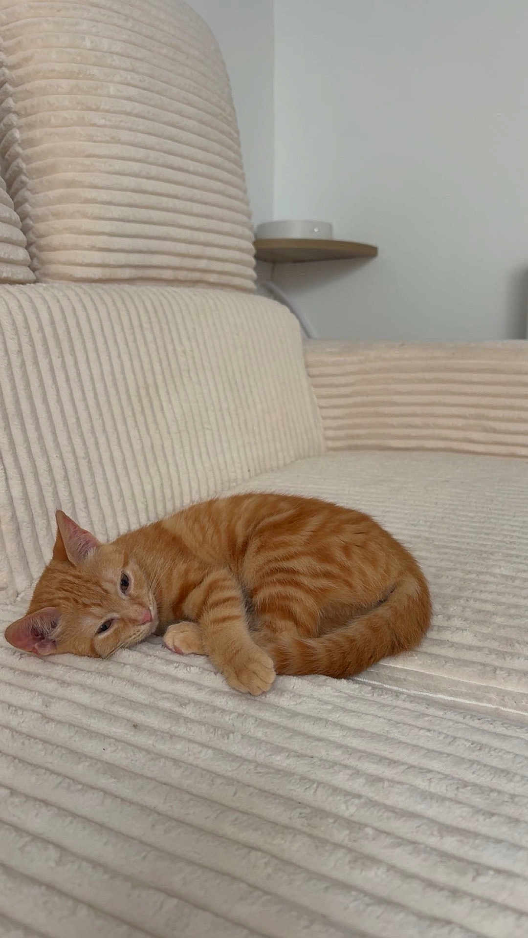 Tigrouxx a rejoint le concours — aidez-le/la à gagner de superbes lots ! kitten, cat, orange_tabby, sleeping, couch, furniture, indoor, pet, cozy, texture, striped, resting, cute, animal, small, fur, whiskers, relaxing, home, comfort