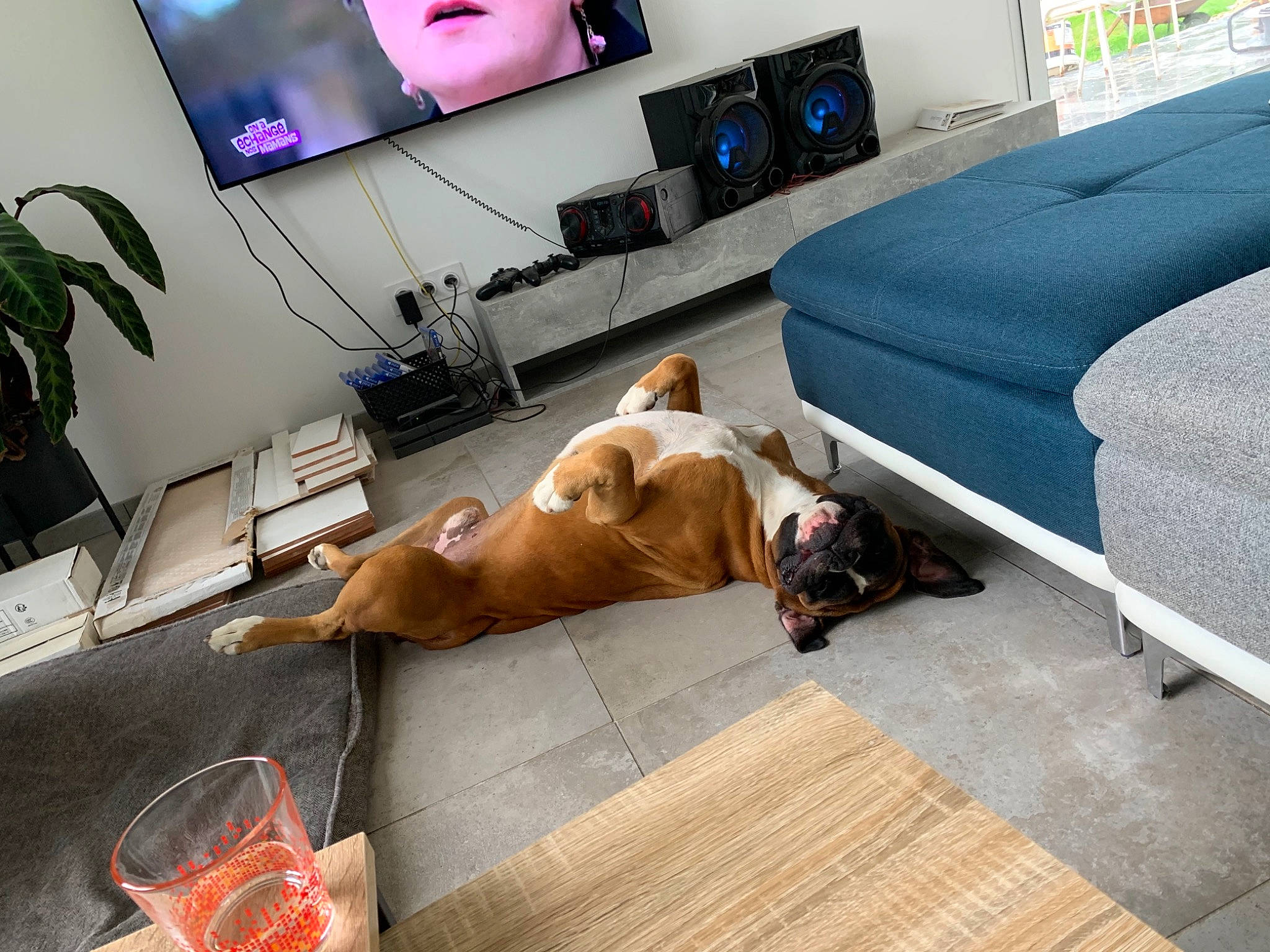 Manson a rejoint le concours — aidez-le/la à gagner de superbes lots ! carnivore, comfort, companion_dog, couch, dog, dog_breed, fawn, floor, flooring, flowerpot, hardwood, home_appliance, houseplant, living_room, plant, room, studio_couch, television, television_set, wood