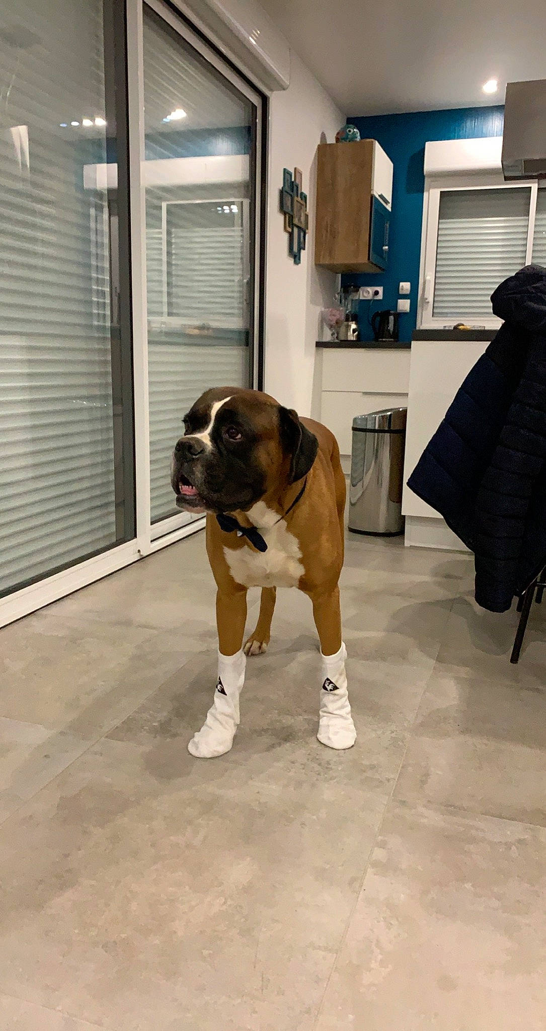 Manson a rejoint le concours — aidez-le/la à gagner de superbes lots ! art, ball, carnivore, companion_dog, dog, dog_breed, door, fawn, floor, flooring, hardwood, home_door, human_leg, knee, picture_frame, tail, television, window, wood, working_animal