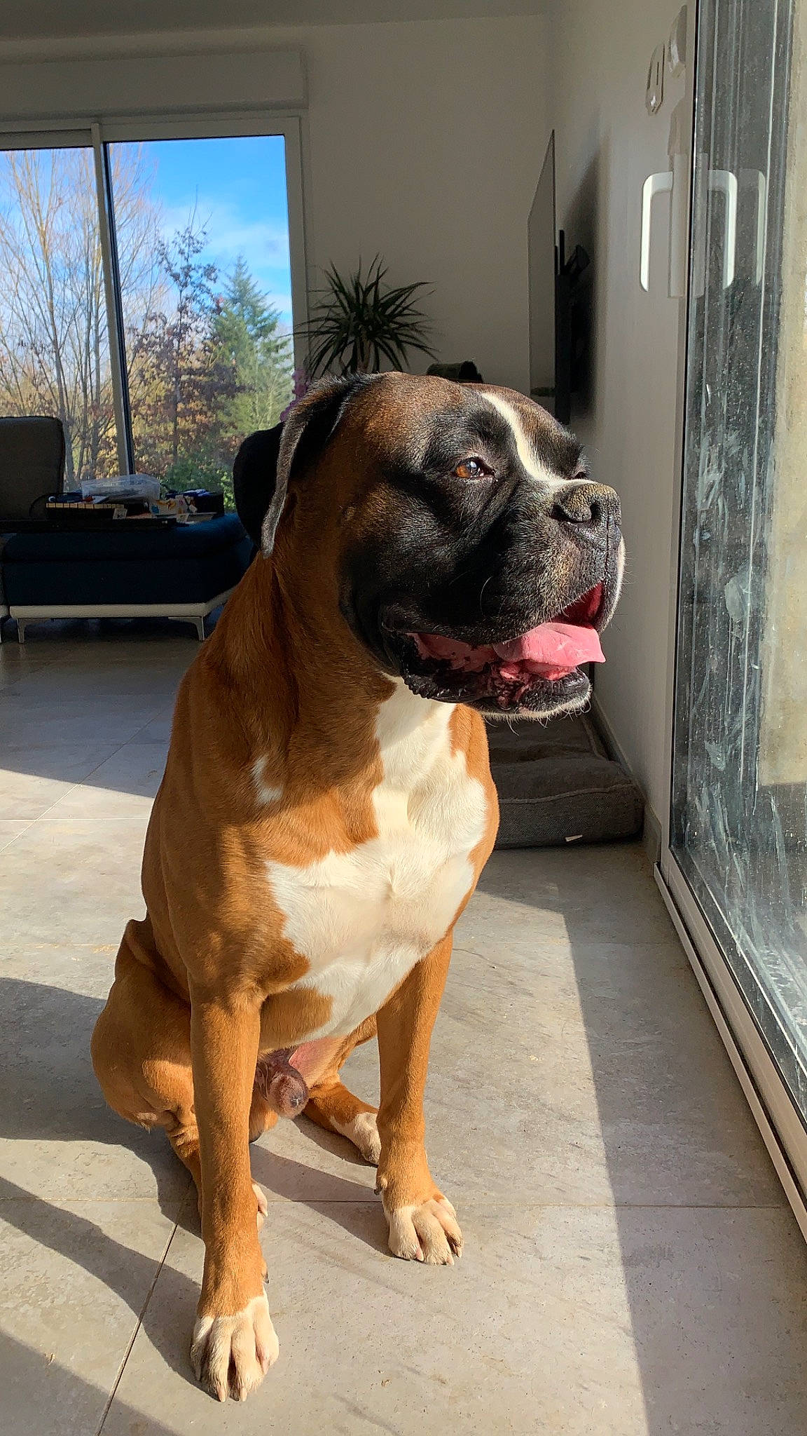 Manson a rejoint le concours — aidez-le/la à gagner de superbes lots ! boxer, canidae, carnivore, collar, companion_dog, dog, dog_breed, dog_collar, door, fawn, fixture, liver, plant, sky, snout, sporting_group, tree, whiskers, window, working_animal