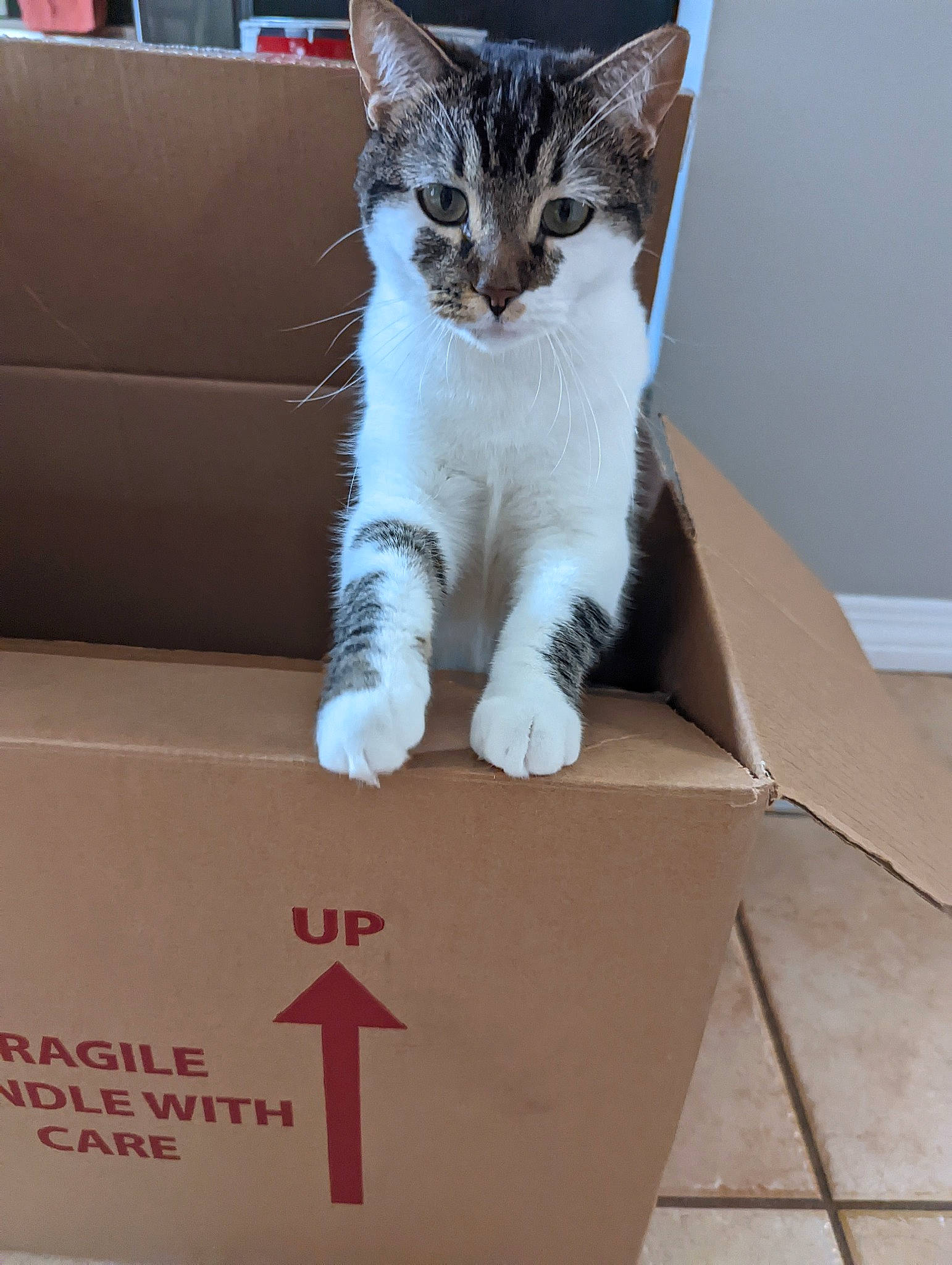Smudge joined the competition — help win amazing prizes! box, cardboard, carmine, carnivore, carton, cat, couch, domestic_short_haired_cat, felidae, fur, packaging_and_labeling, packing_materials, paper_product, paw, rectangle, shipping_box, small_to_medium_sized_cats, tail, whiskers, window