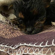 Snoopy a rejoint le concours — aidez-le/la à gagner de superbes lots ! puppy, sleeping, blanket, cozy, fur, closeup, animal, pet, cute, soft, brown, black, texture, snuggle, rest, young, adorable, domestic_animal, mammal, small