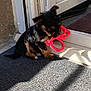 puppy, dog, toy, red_toy, door, mat, sunlight, shadow, play, pet, indoor, small_dog, chewing, fur, brown, black, cute, animal, young_dog, domestic