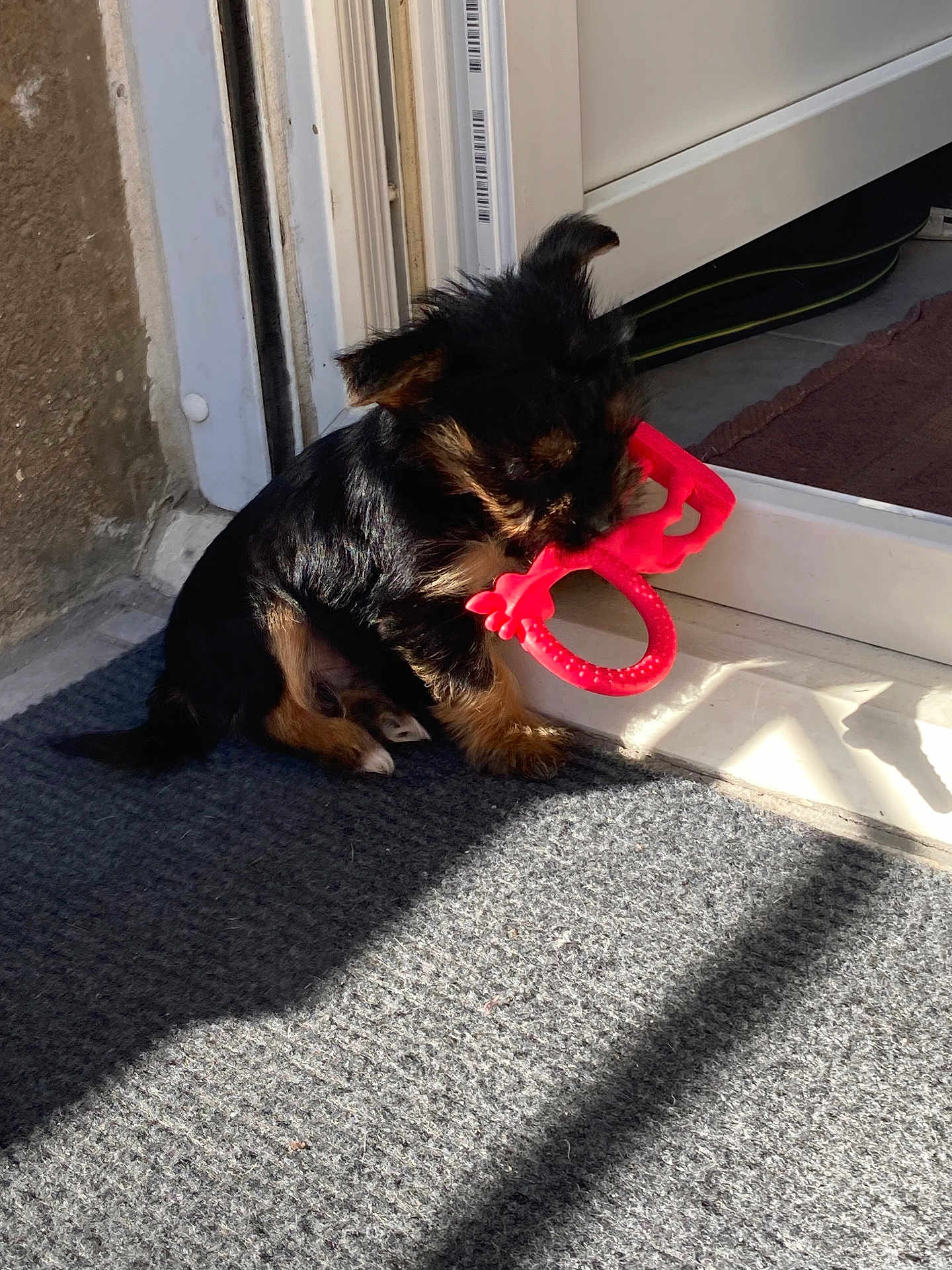 Snoopy a rejoint le concours — aidez-le/la à gagner de superbes lots ! puppy, dog, toy, red_toy, door, mat, sunlight, shadow, play, pet, indoor, small_dog, chewing, fur, brown, black, cute, animal, young_dog, domestic