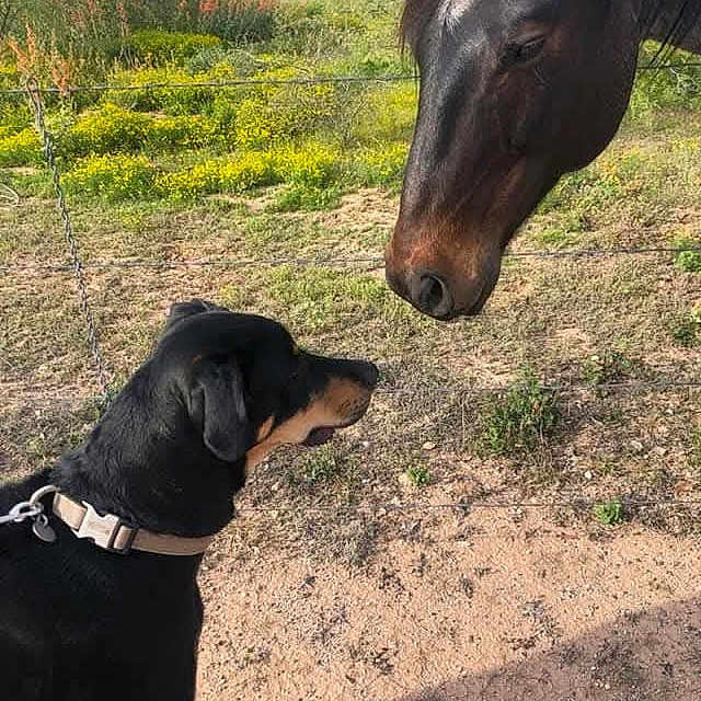 Trooper joined the competition — help win amazing prizes! accessories, animal, canine, colthorse, countryside, dog, farm, field, grass, grassland, horse, hound, nature, outdoors, pasture, pet, photography, plant, puppy, vegetation