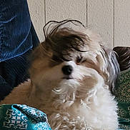 Chip joined the competition — help win amazing prizes! animal, companion, cozy, cushion, dog, domestic, ears, fluffy, fur, furniture, indoor, nose, patterned, pet, portrait, relaxed, sitting, snout, teal, wall