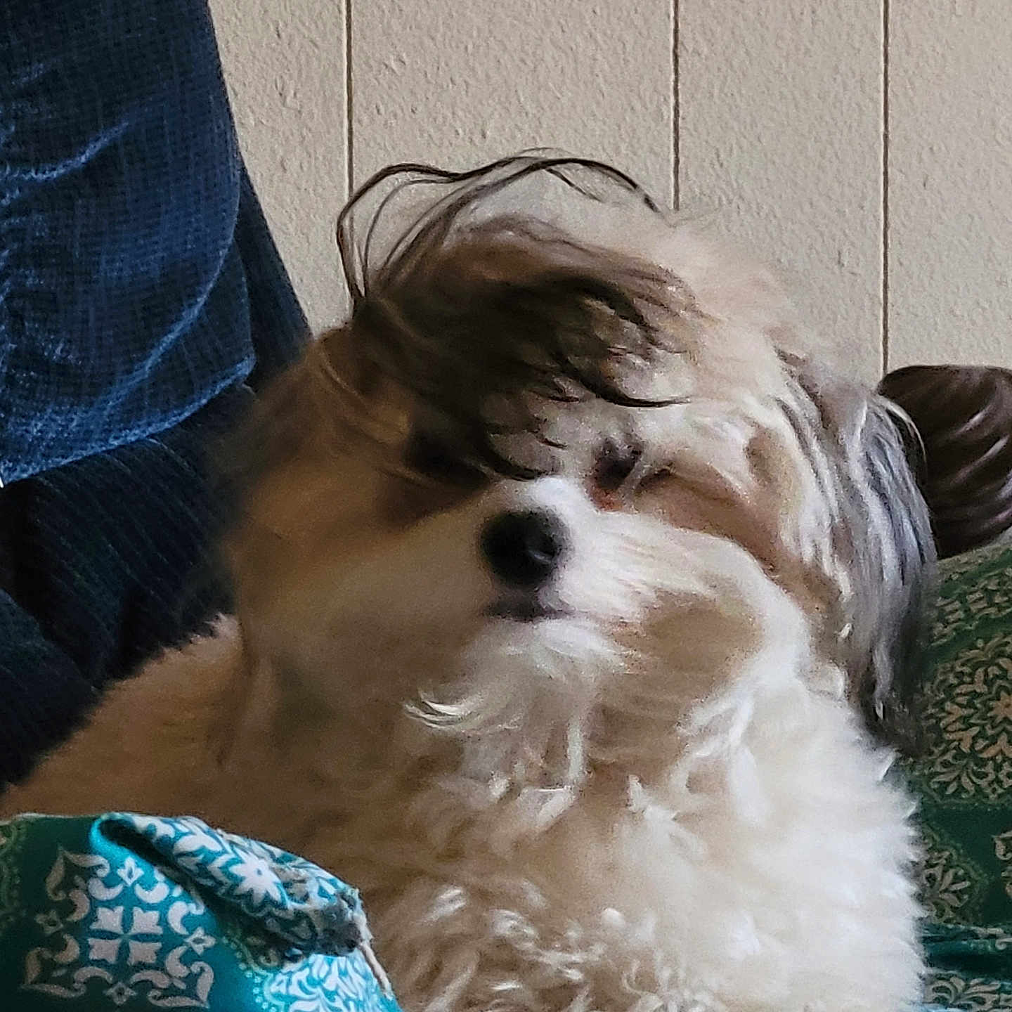 Chip joined the competition — help win amazing prizes! animal, companion, cozy, cushion, dog, domestic, ears, fluffy, fur, furniture, indoor, nose, patterned, pet, portrait, relaxed, sitting, snout, teal, wall