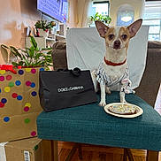 Kash joined the competition — help win amazing prizes! baseball, birthday, cake, chair, chihuahua, collar, couch, cupcake, dog, dolce_gabbana, gift_bag, houseplant, living_room, party, pet, portrait, shopping_bag, striped_shirt, television, window