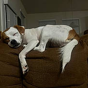 Remington joined the competition — help win amazing prizes! animal, brown, canine, comfortable, couch, cozy, dog, domestic, fur, furniture, home, indoor, living_room, pet, relaxed, resting, sleeping, tail, white, window
