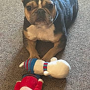 Celine is registered to the contest to win money with this photo: dog, french_bulldog, carpet, toy, plush_toy, pet, animal, indoor, cute, ears, face, paw, looking, sitting, brown, black, white, fur, playful, pet_toy