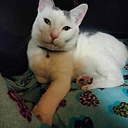 Harley joined the competition — help win amazing prizes! cat, white_cat, pet, animal, feline, paw, blanket, leopard_print, heart_pattern, collar, indoor, resting, cute, close_up, fur, whiskers, pink_nose, relaxed, soft, comfort