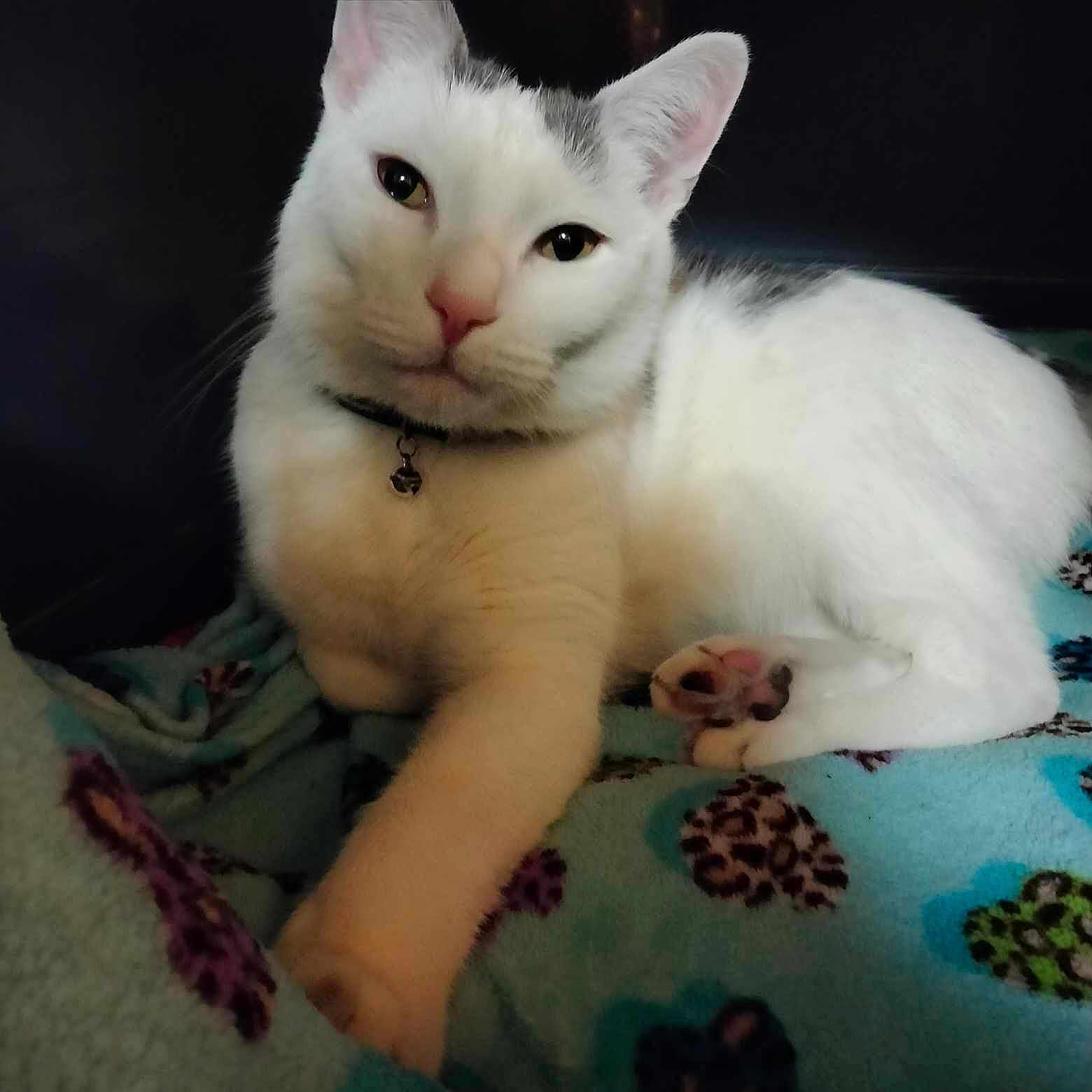 Harley joined the competition — help win amazing prizes! cat, white_cat, pet, animal, feline, paw, blanket, leopard_print, heart_pattern, collar, indoor, resting, cute, close_up, fur, whiskers, pink_nose, relaxed, soft, comfort