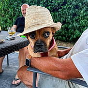 Ozzy participe au concours pour gagner de l'argent avec cette photo : dog, hat, person, outdoor, greenery, table, chair, casual_clothing, watch, flip_flops, smiling, relaxing, summer, patio, leisure, brown_dog, straw_hat, expression, animal, companionship