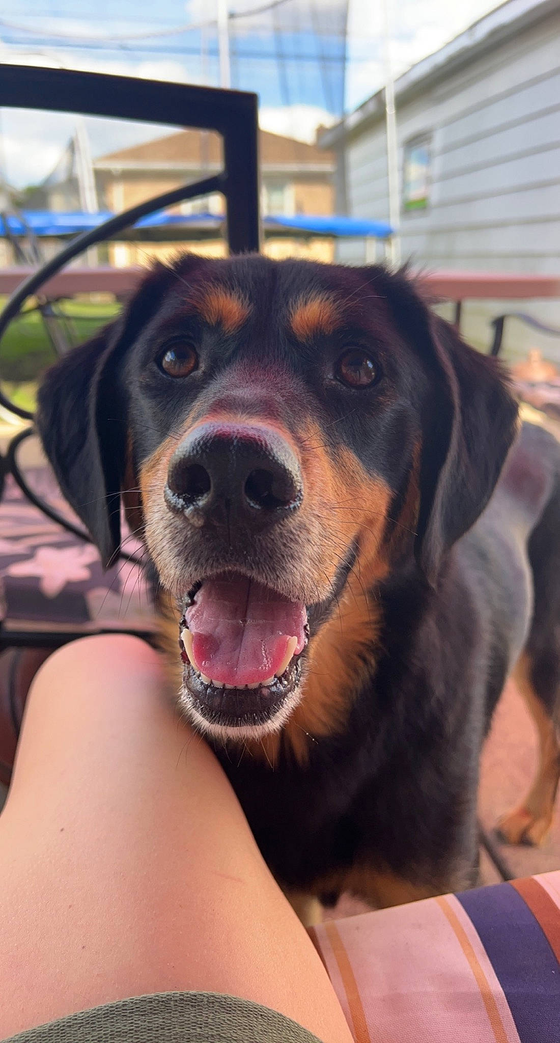 Jordan joined the competition — help win amazing prizes! canidae, carnivore, collar, companion_dog, dog, dog_breed, dog_collar, fawn, fence, fur, guard_dog, happy, jaw, plant, recreation, snout, sporting_group, whiskers, working_animal, working_dog