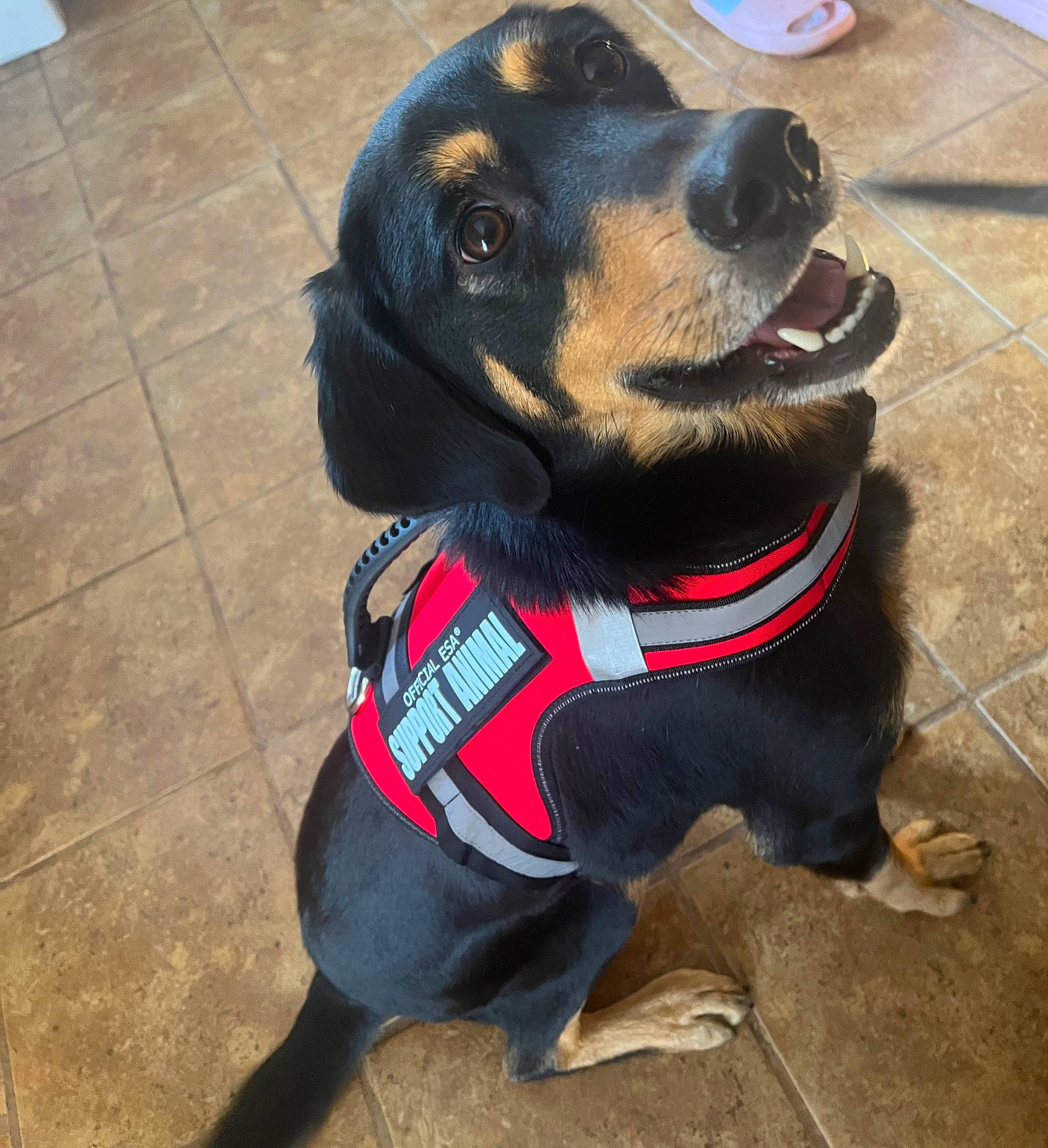 Jordan joined the competition — help win amazing prizes! canidae, carnivore, collar, companion_dog, dog, dog_breed, dog_collar, dog_supply, fashion_accessory, fawn, fur, guard_dog, leash, liver, personal_protective_equipment, pet_supply, snout, sporting_group, working_animal, working_dog