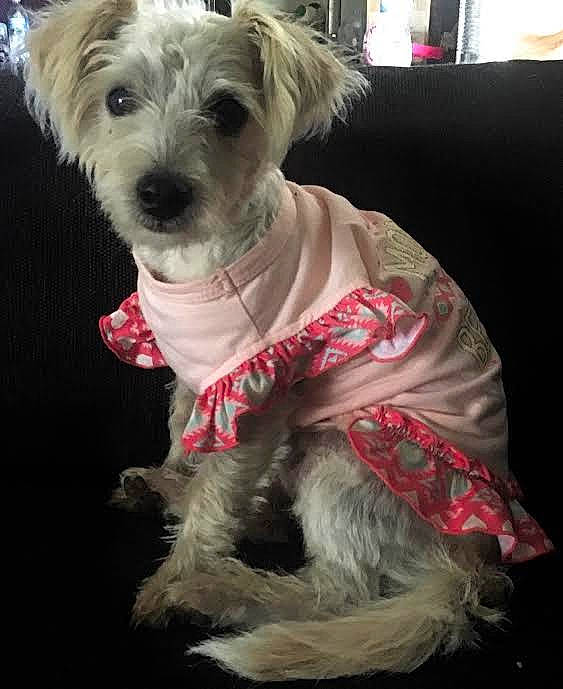 Princess Polly is registered to the contest to win money with this photo: cairn_terrier, canidae, carnivore, chinese_crested_dog, companion_dog, dog, dog_breed, dog_clothes, dutch_smoushond, glen_of_imaal_terrier, mammal, miniature_schnauzer, morkie, puppy, rare_breed_dog, schnoodle, snout, sporting_lucas_terrier, terrier, toy_dog