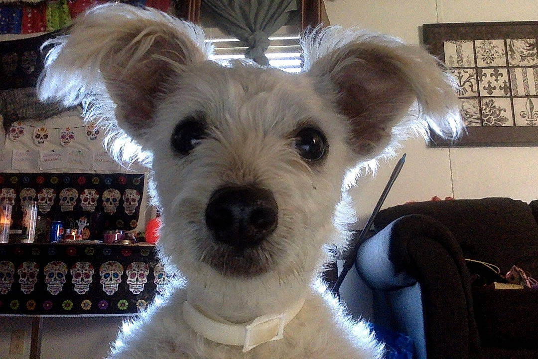 Princess Polly is registered to the contest to win money with this photo: canidae, carnivore, companion_dog, dog, dog_breed, ear, mammal, miniature_schnauzer, non_sporting_group, puppy, rare_breed_dog, schnauzer, schnoodle, small_terrier, snout, sporting_lucas_terrier, terrier, toy_dog, vertebrate, west_highland_white_terrier