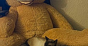 Monger joined the competition — help win amazing prizes! animal, bean_bag, beige, brown, cat, cozy, cushion, furniture, indoor, pet, plush, quiet, relaxing, resting, siamese_cat, sleeping, soft, stuffed_animal, teddy_bear, wall