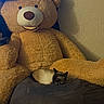 animal, bean_bag, beige, brown, cat, cozy, cushion, furniture, indoor, pet, plush, quiet, relaxing, resting, siamese_cat, sleeping, soft, stuffed_animal, teddy_bear, wall