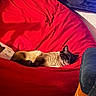 animal, bean_bag, carpet, cat, chair, cozy, cute, domestic, furniture, home, indoor, pet, red, relaxing, resting, siamese_cat, sleeping, soft, tongue_out, warm
