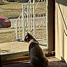Monger joined the competition — help win amazing prizes! animal, carpet, cat, curtain, daylight, domestic, door, feline, home, indoor, lonely, peaceful, pet, quiet, resting, screen_door, shadow, still_life, sunlight, window