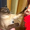 Monger joined the competition — help win amazing prizes! animal, cat, claws, close_up, cute, domestic_cat, friendly, fur, high_five, human_hand, indoor, interaction, painted_claws, paw, person, pet, red_clothing, siamese_cat, whiskers, wooden_door