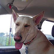Casper joined the competition — help win amazing prizes! animal, canine, car_interior, collar, daylight, dog, ears_up, fence, happy, inside_car, mammal, outdoor, pet, seat, smiling, tag, tongue_out, transportation, travel, window