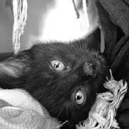 Alaska a rejoint le concours — aidez-le/la à gagner de superbes lots ! black_cat, kitten, close_up, eyes, fur, texture, fabric, fringe, soft_light, monochrome, portrait, pet, cute, animal, cozy, resting, whiskers, indoor, feline, curious