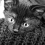 Alaska participe au concours pour gagner de l'argent avec cette photo : kitten, cat, black_cat, close_up, knitted_blanket, cozy, fur, whiskers, ears, eyes, texture, warmth, cute, pet, animal, indoor, portrait, sleepy, soft, resting