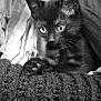 Alaska a rejoint le concours — aidez-le/la à gagner de superbes lots ! black_cat, kitten, animal, pet, cozy, blanket, texture, soft, curious, whiskers, ears, paw, indoor, closeup, feline, cute, young, resting, monochrome, shadow