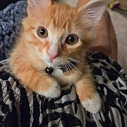 Jack is registered to the contest to win money with this photo: adorable, alert, bell, blanket, blue_collar, cat, close_up, cuddly, feline, ginger_cat, indoors, kitten, large_ears, orange_fur, patterned_fabric, pet_portrait, photography, whiskers, white_paws, wide_eyes