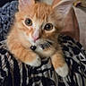 adorable, alert, bell, blanket, blue_collar, cat, close_up, cuddly, feline, ginger_cat, indoors, kitten, large_ears, orange_fur, patterned_fabric, pet_portrait, photography, whiskers, white_paws, wide_eyes