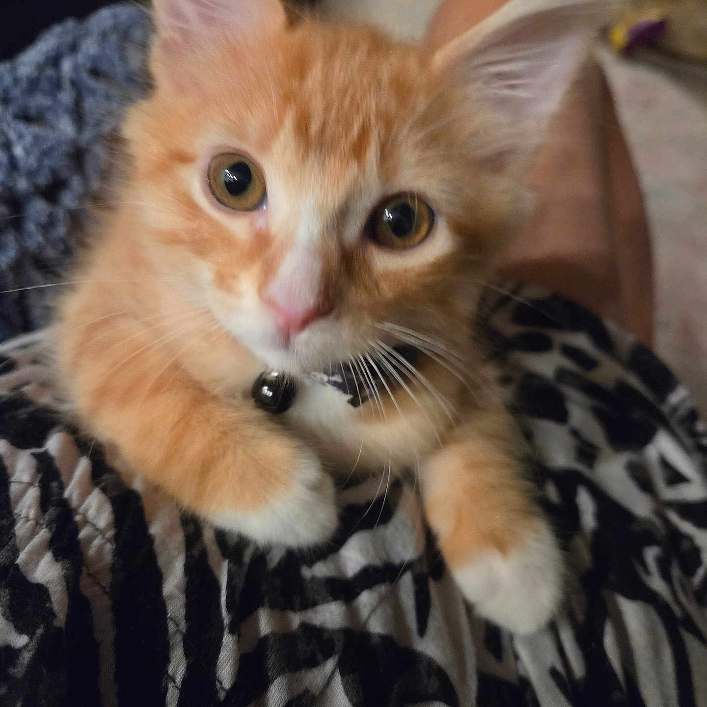Jack