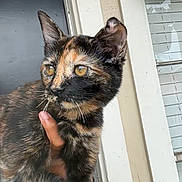 Mika joined the competition — help win amazing prizes! cat, tortoiseshell_cat, pet, animal, hand, person, smiling, video_call, door, outdoor, window, bracelet, fur, face, portrait, holding, happy, closeup, domestic_animal, cute