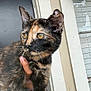 cat, tortoiseshell_cat, pet, animal, hand, person, smiling, video_call, door, outdoor, window, bracelet, fur, face, portrait, holding, happy, closeup, domestic_animal, cute