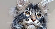 Adès a rejoint le concours — aidez-le/la à gagner de superbes lots ! animal, cat, close_up, cute, domestic_animal, ears, expression, eyes, face, feline, fluffy, fur, indoor, long_hair, maine_coon, muzzle, pet, portrait, tabby, whiskers