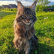 Adès participe au concours pour gagner de l'argent avec cette photo : animal, cat, clouds, cute, feline, fluffy, grass, greenery, house, long_hair, mammal, nature, outdoor, pet, portrait, sky, sunlight, tree, tufted_ears, yellow_flower