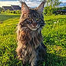 animal, cat, clouds, cute, feline, fluffy, grass, greenery, house, long_hair, mammal, nature, outdoor, pet, portrait, sky, sunlight, tree, tufted_ears, yellow_flower