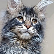 Adès participe au concours pour gagner de l'argent avec cette photo : animal, beautiful, brown_eyes, calm, cat, close_up, cute, domestic_cat, feline, fluffy, indoor, long_hair, looking_away, maine_coon, mammal, pet, portrait, soft_fur, tufted_ears, whiskers