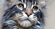 Adès participe au concours pour gagner de l'argent avec cette photo : animal, beautiful, brown_eyes, calm, cat, close_up, cute, domestic_cat, feline, fluffy, indoor, long_hair, looking_away, maine_coon, mammal, pet, portrait, soft_fur, tufted_ears, whiskers