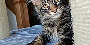 Adès a rejoint le concours — aidez-le/la à gagner de superbes lots ! animal, blue, cat, claws, closeup, curious, cute, ears, fur, furniture, indoor, mammal, paws, pet, portrait, relaxed, scratching_post, soft, tabby, whiskers