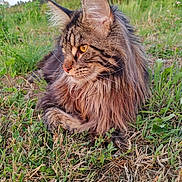 Adès a rejoint le concours — aidez-le/la à gagner de superbes lots ! animal, cat, close_up, ears, eyes, feline, fluffy, fur, grass, greenery, long_hair, majestic, mammal, nature, outdoor, pet, relaxed, sunlight, whiskers, wildlife