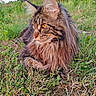 animal, cat, close_up, ears, eyes, feline, fluffy, fur, grass, greenery, long_hair, majestic, mammal, nature, outdoor, pet, relaxed, sunlight, whiskers, wildlife