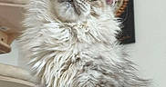 Baïka a rejoint le concours — aidez-le/la à gagner de superbes lots ! animal, cat, cozy, curious, cute, domestic_cat, ears, feline, fluffy, fur, furry, indoor, kitten, looking_up, mammal, pet, portrait, sitting, whiskers, young